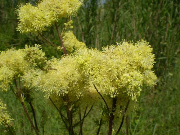 Thalictrum lucidum / Pigamo lucido