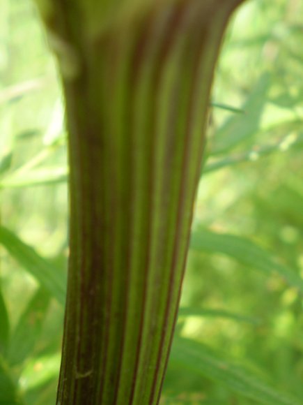 Thalictrum lucidum / Pigamo lucido