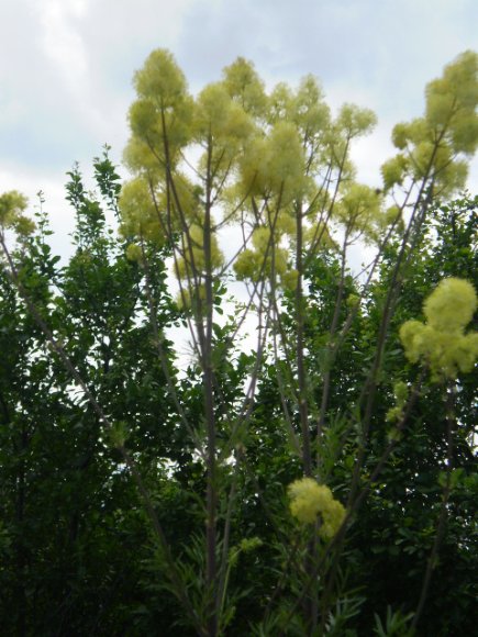 Thalictrum lucidum / Pigamo lucido