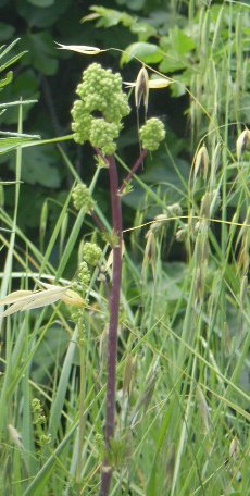 Thalictrum lucidum / Pigamo lucido