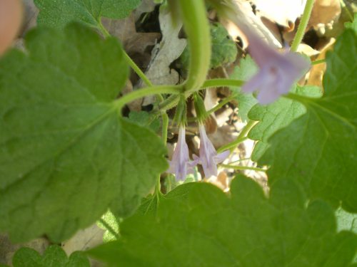 Glechoma hirsuta /  Ellera terrestre pelosa