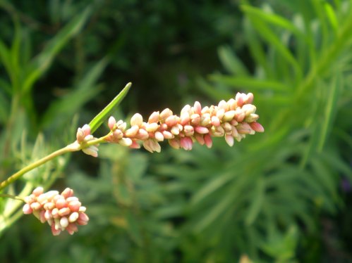 Persicaria maculosa / Poligono persicaria
