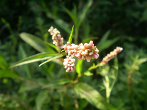 Persicaria maculosa / Poligono persicaria