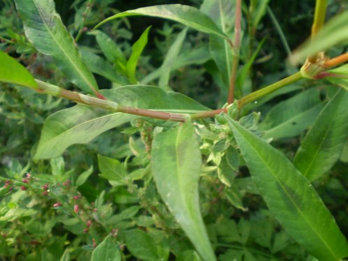 Persicaria maculosa / Poligono persicaria