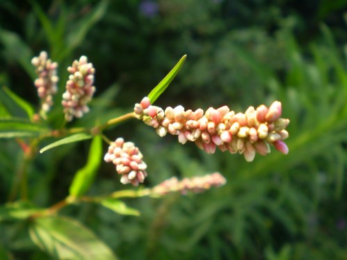 Persicaria maculosa / Poligono persicaria