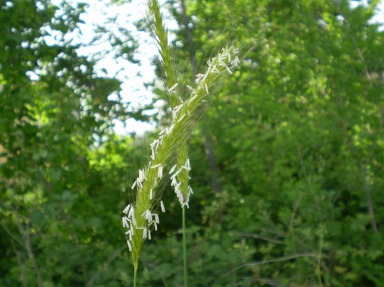 Hordeum bulbosum