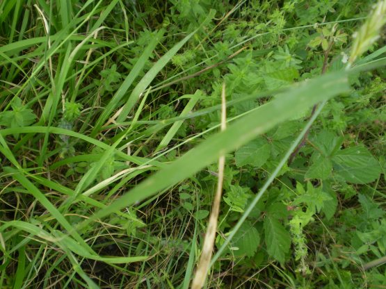 Hordeum bulbosum