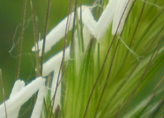 Hordeum bulbosum