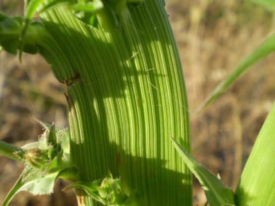 fasciazione asteraceae