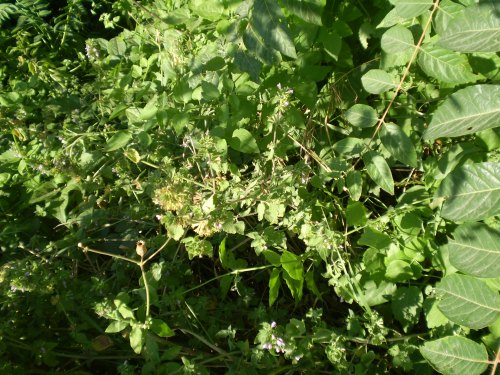 Ballota nigra subsp. meridionalis