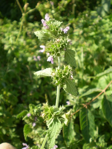 Ballota nigra subsp. meridionalis