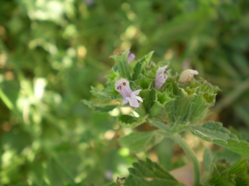 Ballota nigra subsp. meridionalis