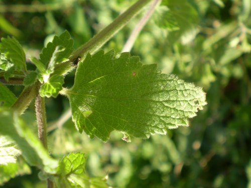 Ballota nigra subsp. meridionalis