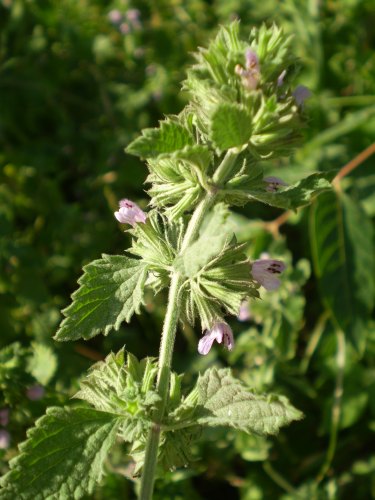 Ballota nigra subsp. meridionalis