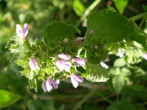 Ballota nigra subsp. meridionalis