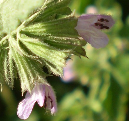 Ballota nigra subsp. meridionalis