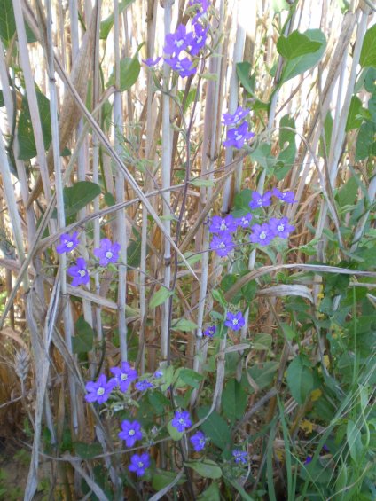 Legousia speculum-veneris