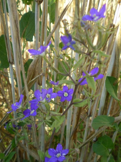 Legousia speculum-veneris