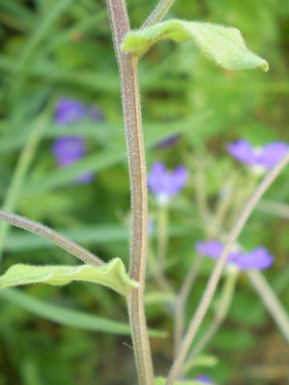 Legousia speculum-veneris