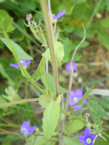 Legousia speculum-veneris