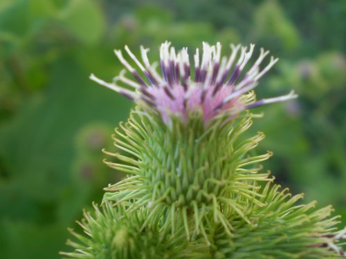 quale arctium ? - Arctium cfr. lappa