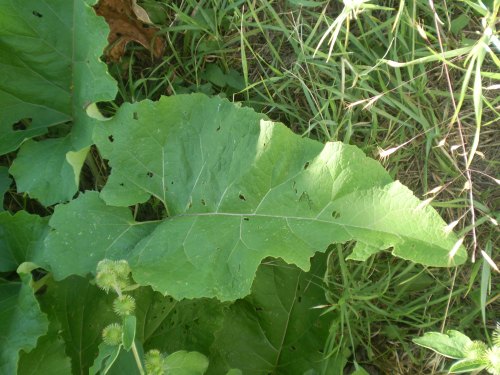 quale arctium ? - Arctium cfr. lappa