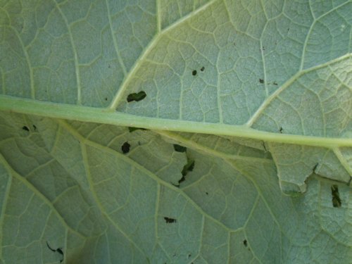 quale arctium ? - Arctium cfr. lappa