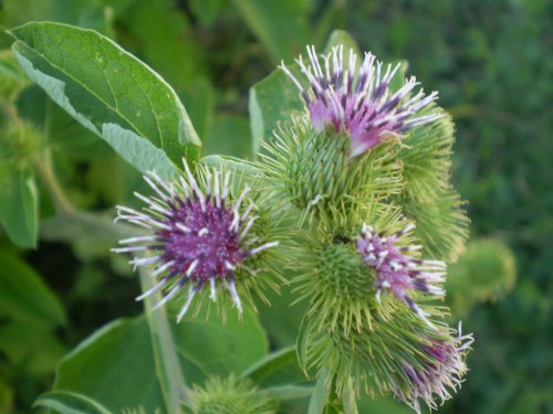 quale arctium ? - Arctium cfr. lappa