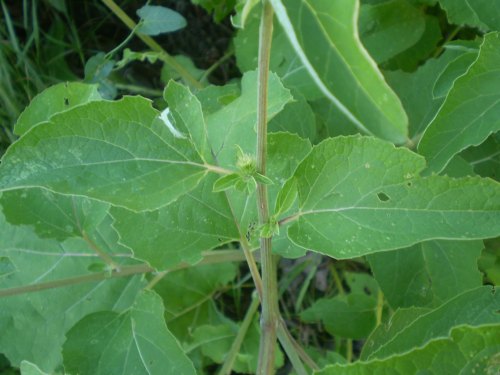 quale arctium ? - Arctium cfr. lappa