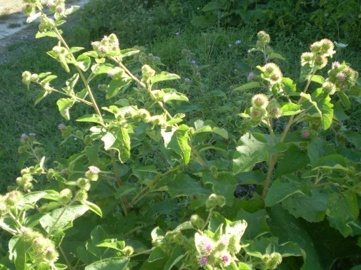 quale arctium ? - Arctium cfr. lappa