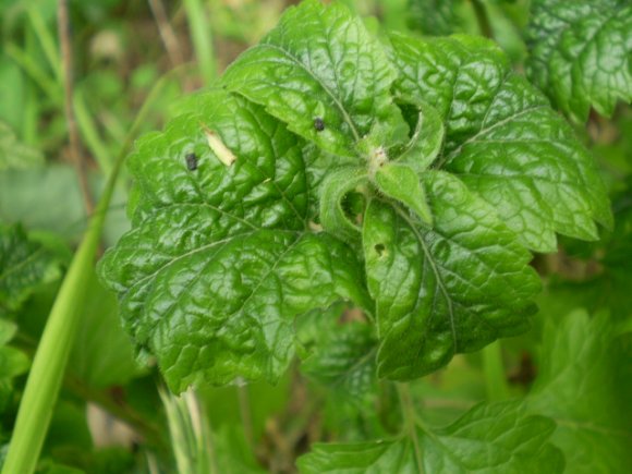 Scutellaria columnae