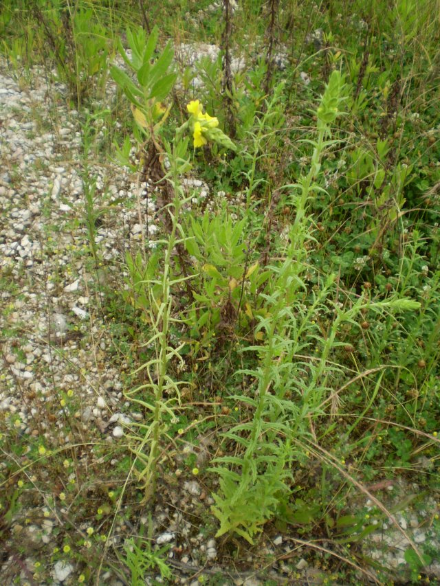 Parentucellia viscosa / Perlina maggiore