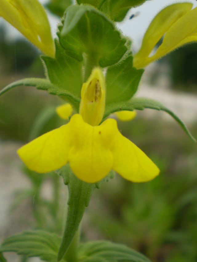 Parentucellia viscosa / Perlina maggiore