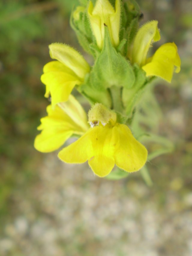 Parentucellia viscosa / Perlina maggiore