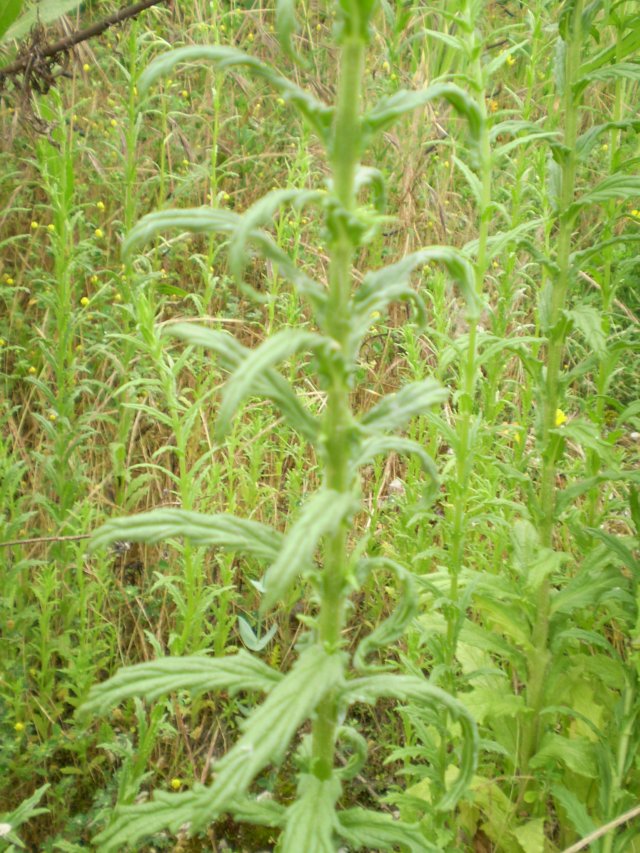 Parentucellia viscosa / Perlina maggiore