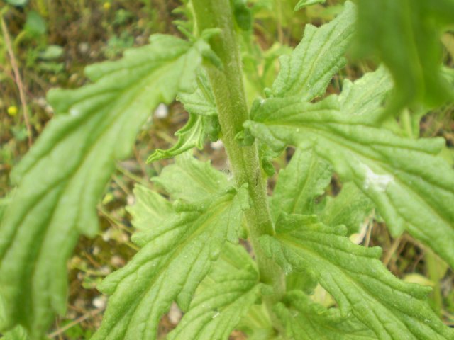 Parentucellia viscosa / Perlina maggiore