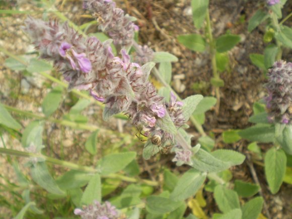 Stachys germanica / Betonica germanica