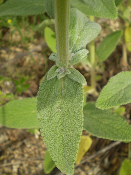 Stachys germanica / Betonica germanica