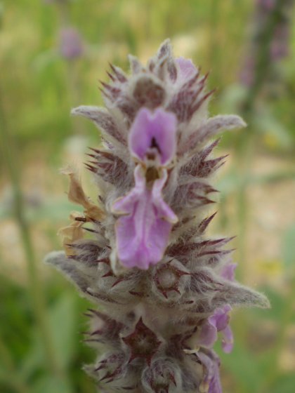 Stachys germanica / Betonica germanica