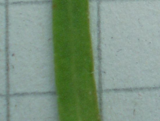 Linum strictum