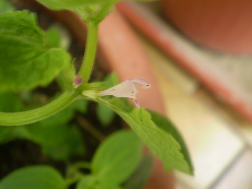 Lamiacea su vaso. - Lamium purpureum
