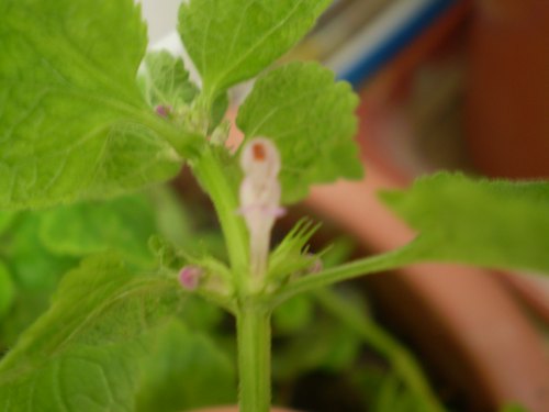 Lamiacea su vaso. - Lamium purpureum