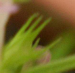 Lamiacea su vaso. - Lamium purpureum