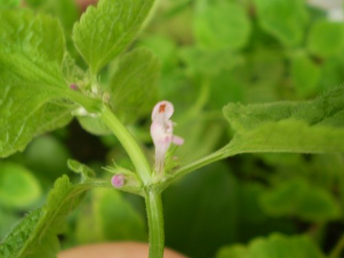 Lamiacea su vaso. - Lamium purpureum