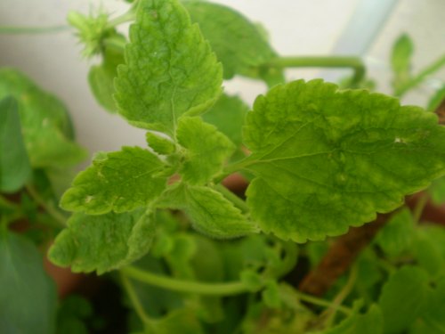 Lamiacea su vaso. - Lamium purpureum