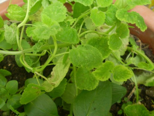 Lamiacea su vaso. - Lamium purpureum
