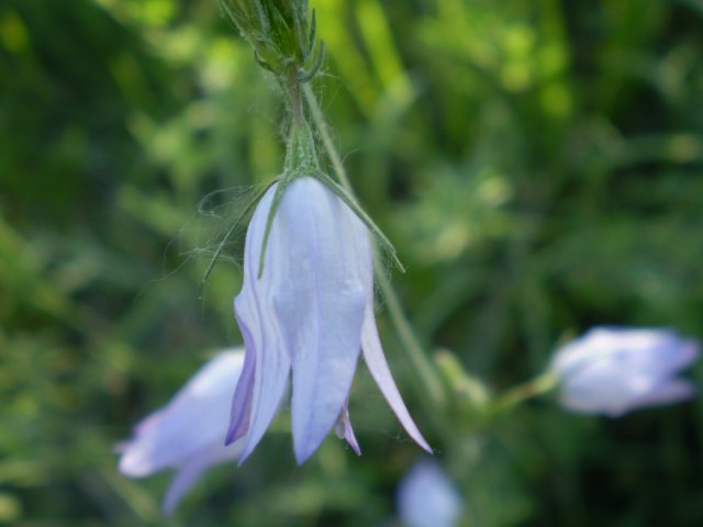 Campanula rapunculus