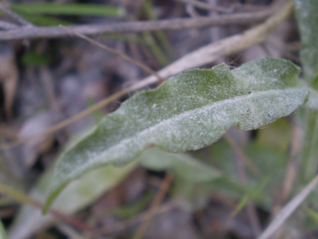 Campanula rapunculus
