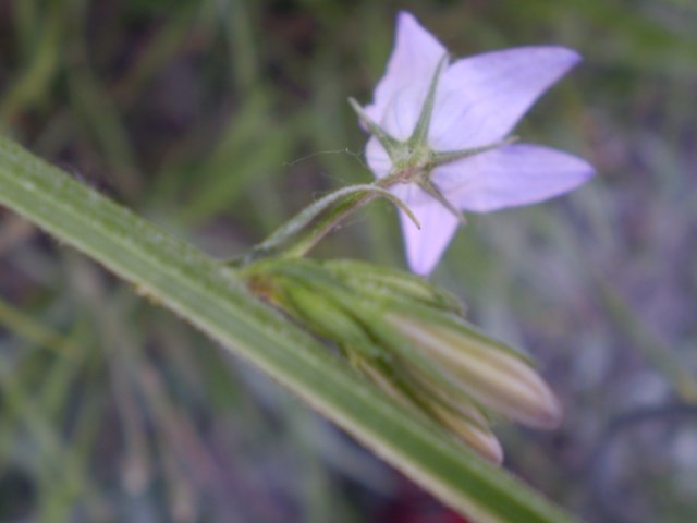Campanula rapunculus