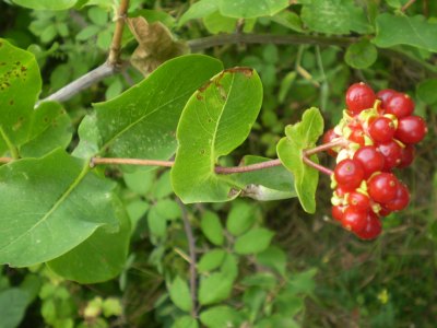 Lonicera etrusca